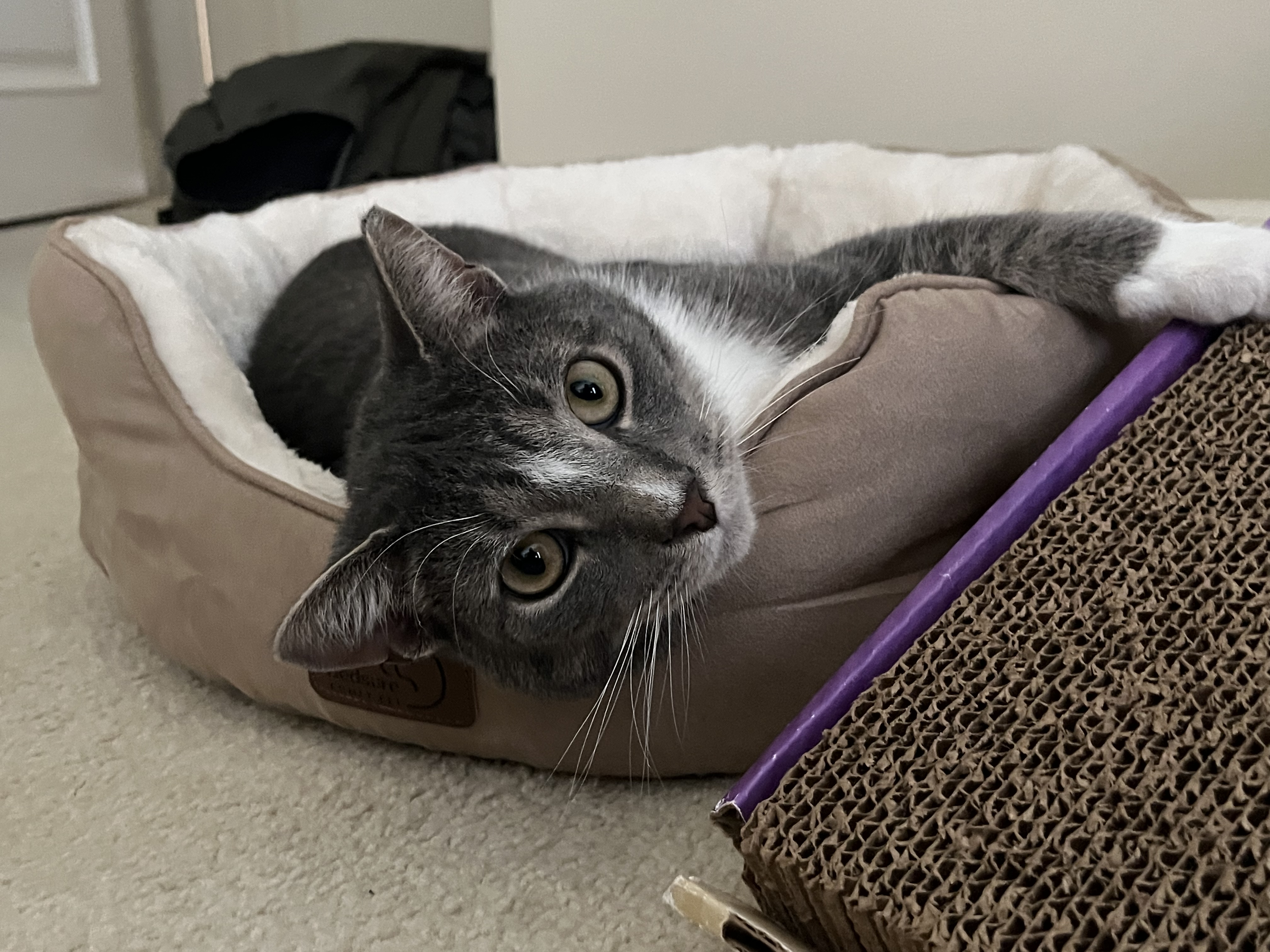 Corky, a Adoptable Domestic Short Hair in Hoboken, NJ image 5/5