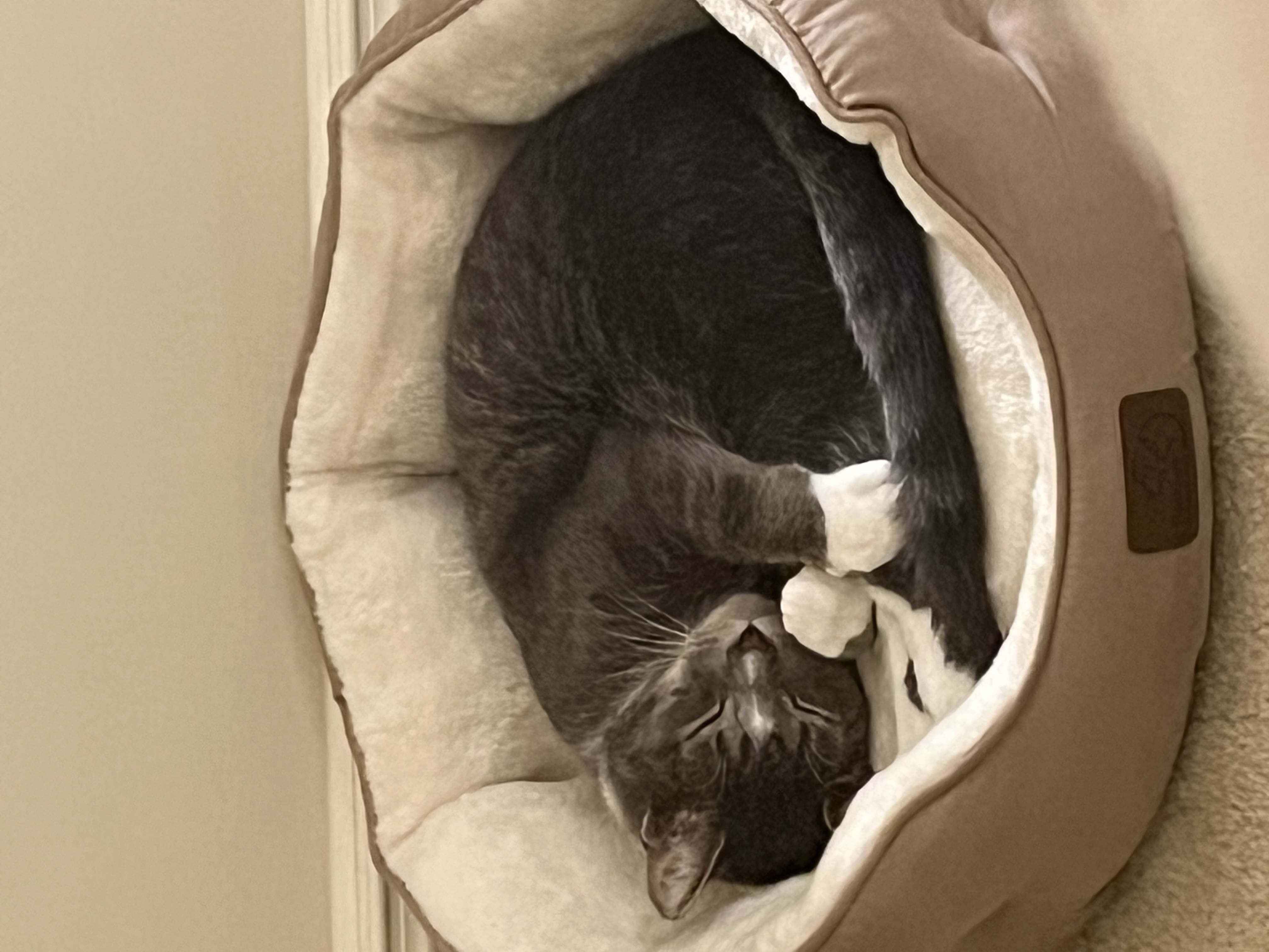 Corky, a Adoptable Domestic Short Hair in Hoboken, NJ image 3/5