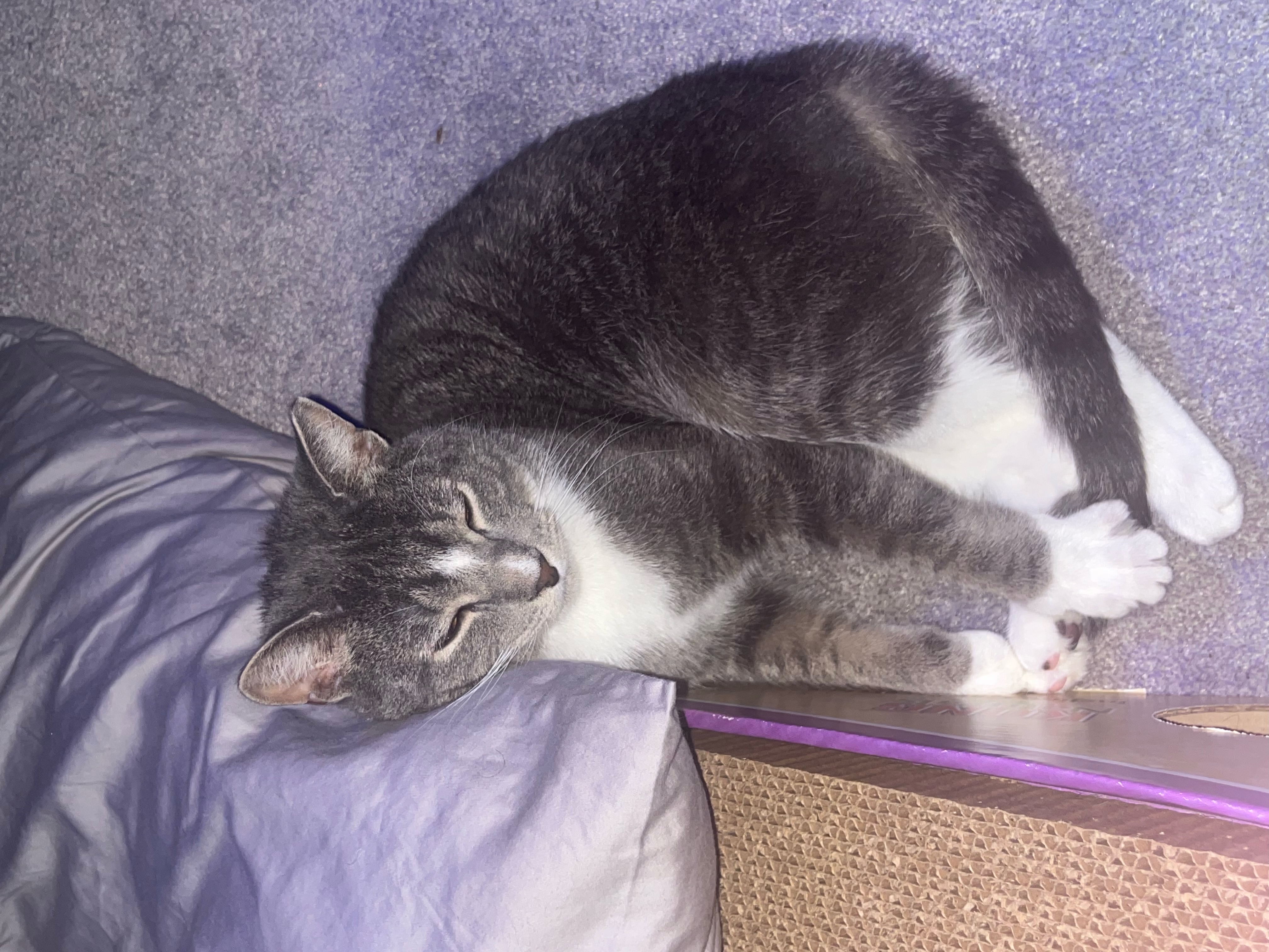 Corky, a Adoptable Domestic Short Hair in Hoboken, NJ image 2/5