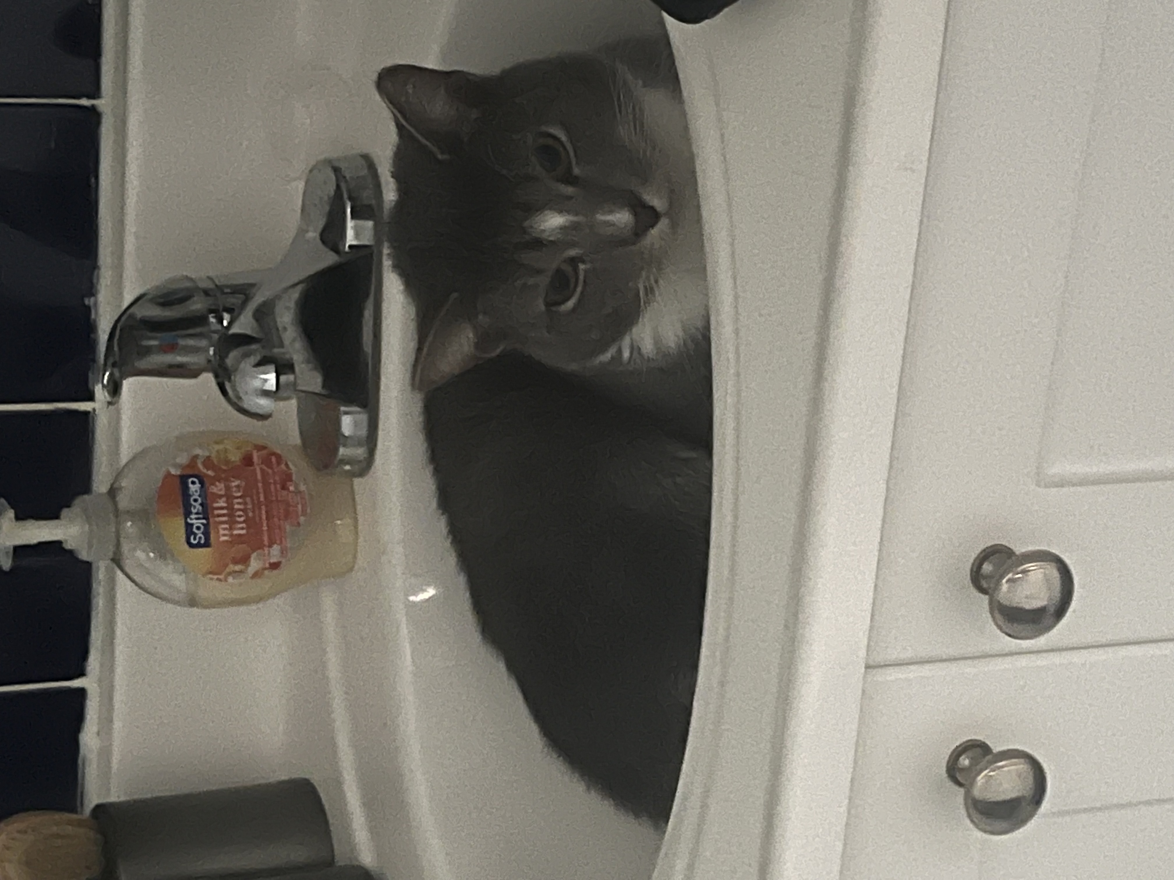 Corky, a Adoptable Domestic Short Hair in Hoboken, NJ image 4/5