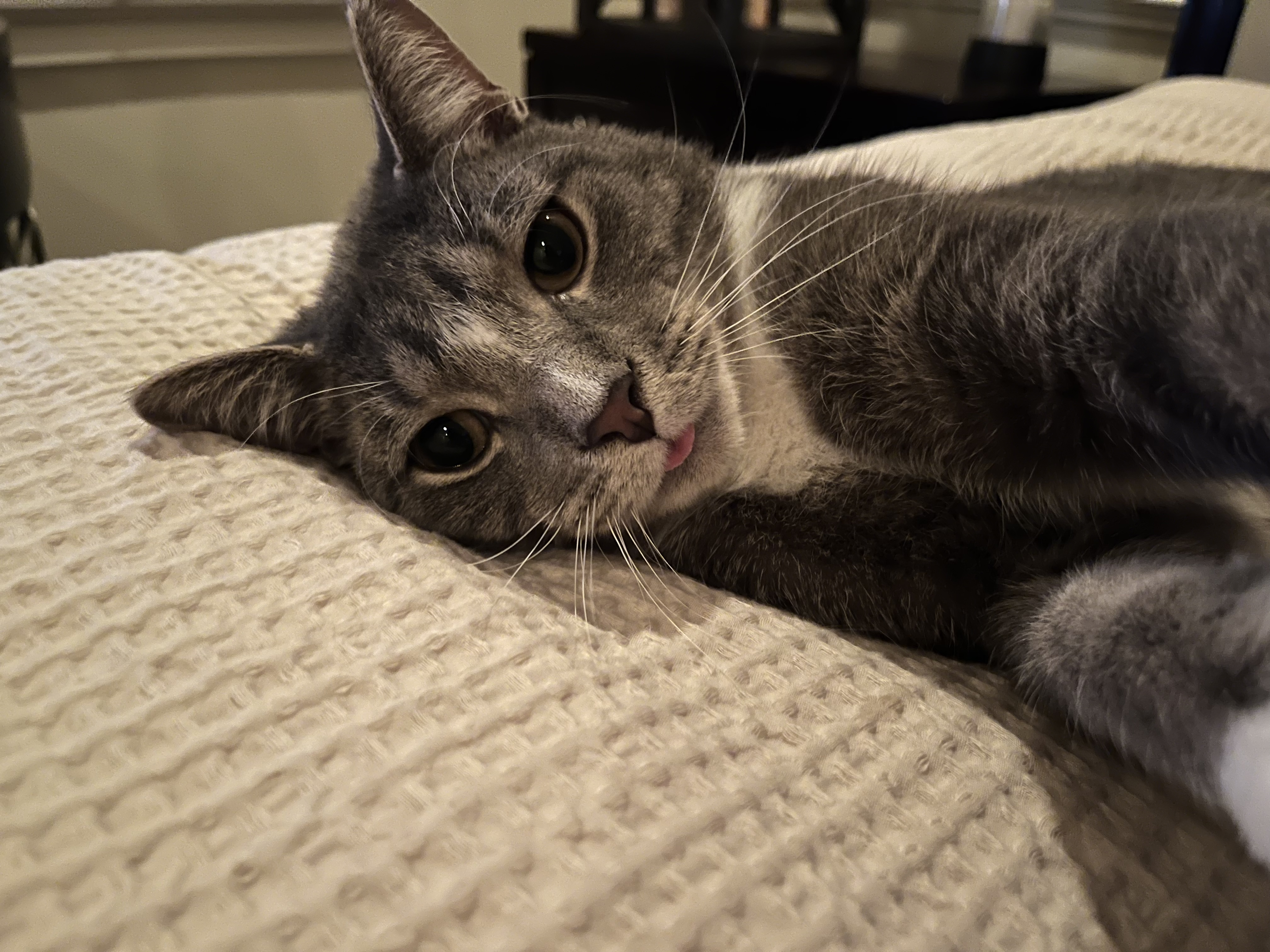 Corky, Young Male Domestic Short Hair