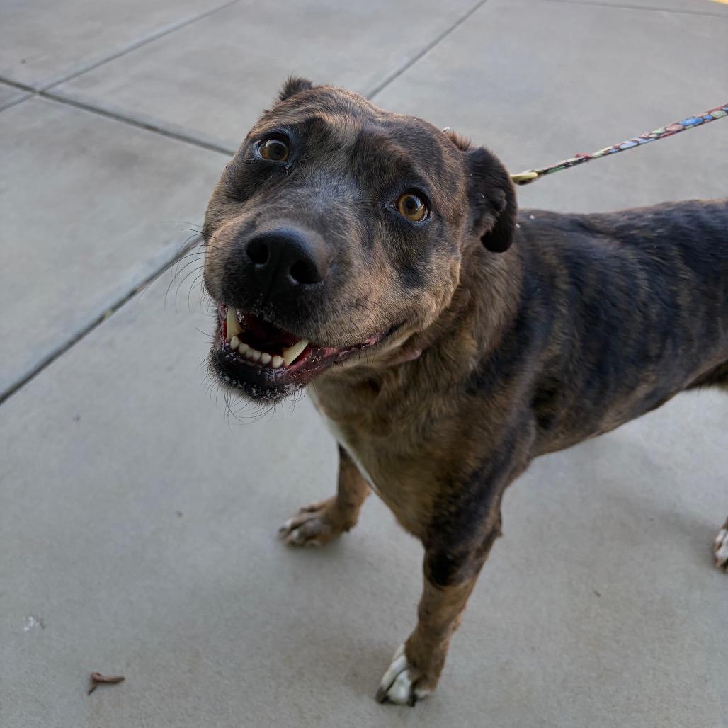 Marnie, Adoptable, Adult Female Catahoula Leopard Dog & Mixed Breed.
