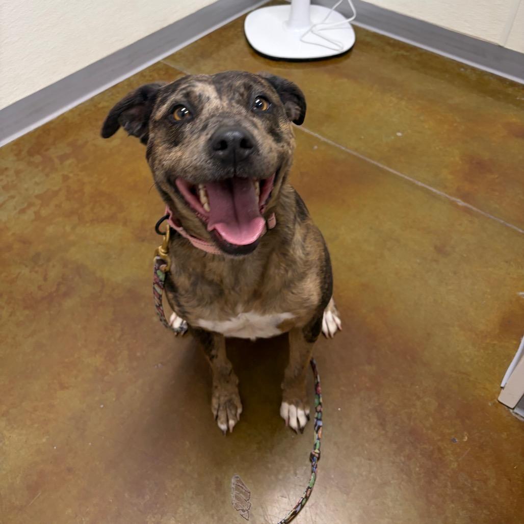 Enlarge Marnie, a Adoptable mixed breed in Albuquerque, NM image 2/4