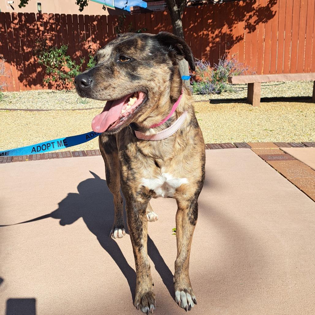 Enlarge Marnie, a Adoptable mixed breed in Albuquerque, NM image 3/4