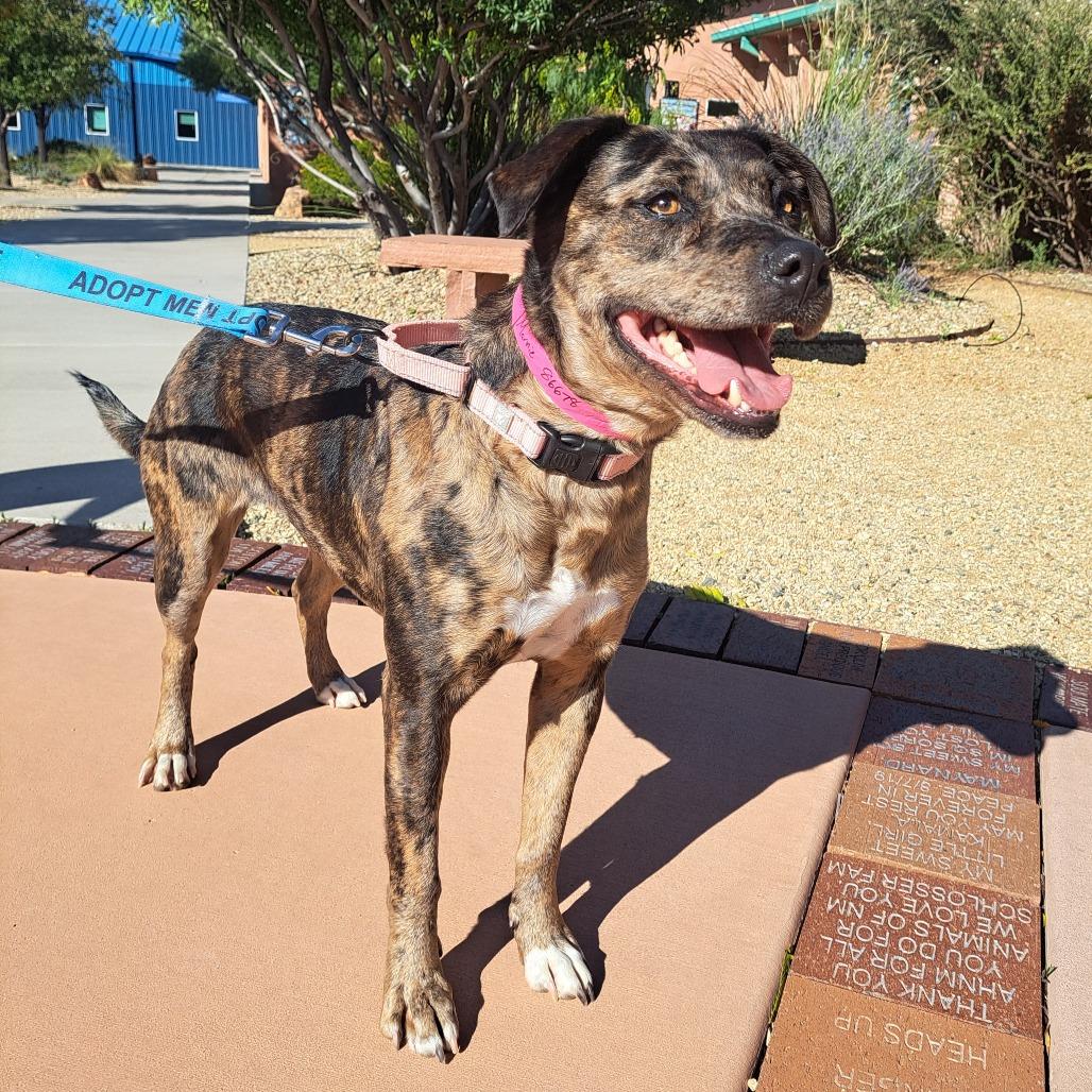 Enlarge Marnie, a Adoptable mixed breed in Albuquerque, NM image 4/4