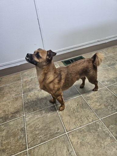 Teddy, Adoptable, Adult Male Pug & Chihuahua.