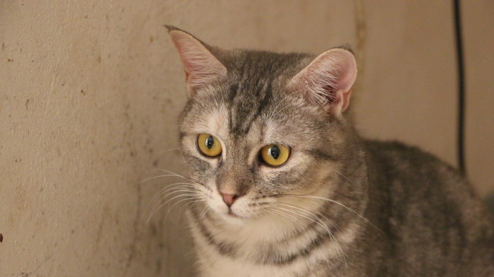 Enlarge Lolita, a Adoptable mixed breed in Brampton, ON image 1/5