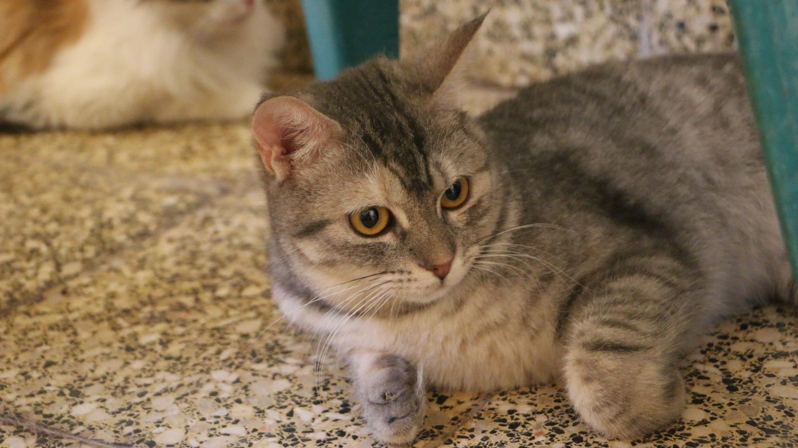 Enlarge Lolita, a Adoptable mixed breed in Brampton, ON image 2/5