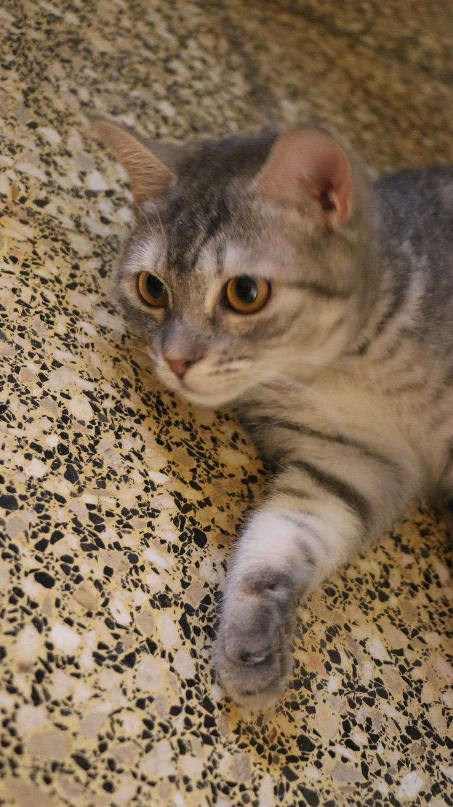 Enlarge Lolita, a Adoptable mixed breed in Brampton, ON image 3/5