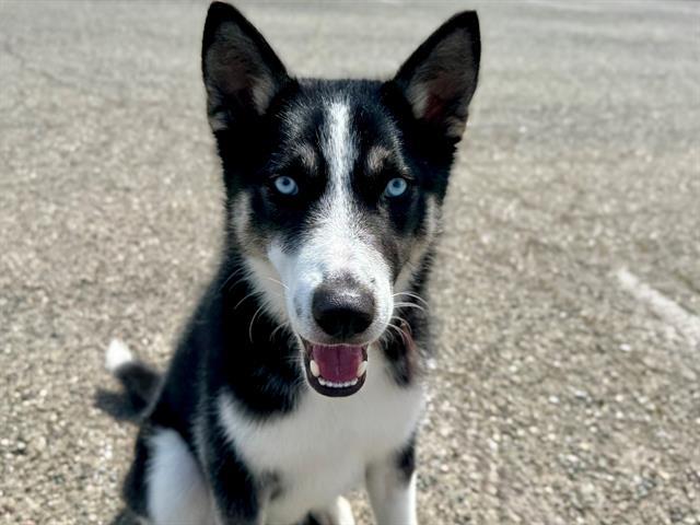 Enlarge Sully A431564, a Adoptable Siberian Husky in Petaluma, CA image 1/1