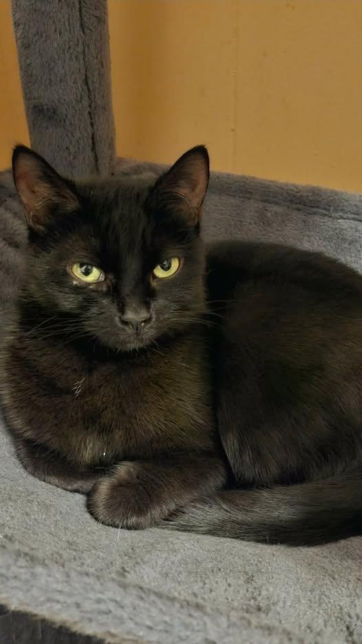 Abysse, ADOPTABLE, Adult Female Domestic Short Hair.