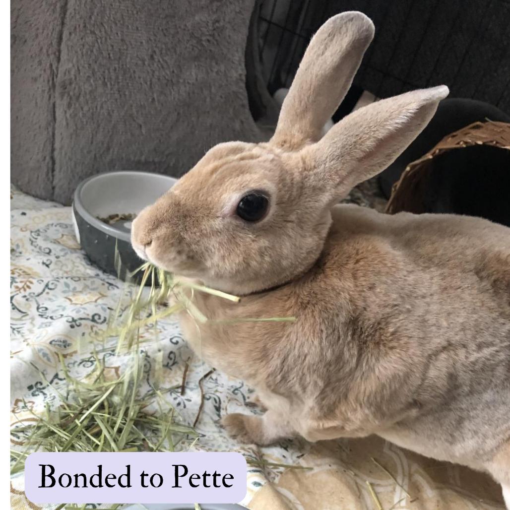 Kotya, Adoptable, Senior Female Mini Rex.