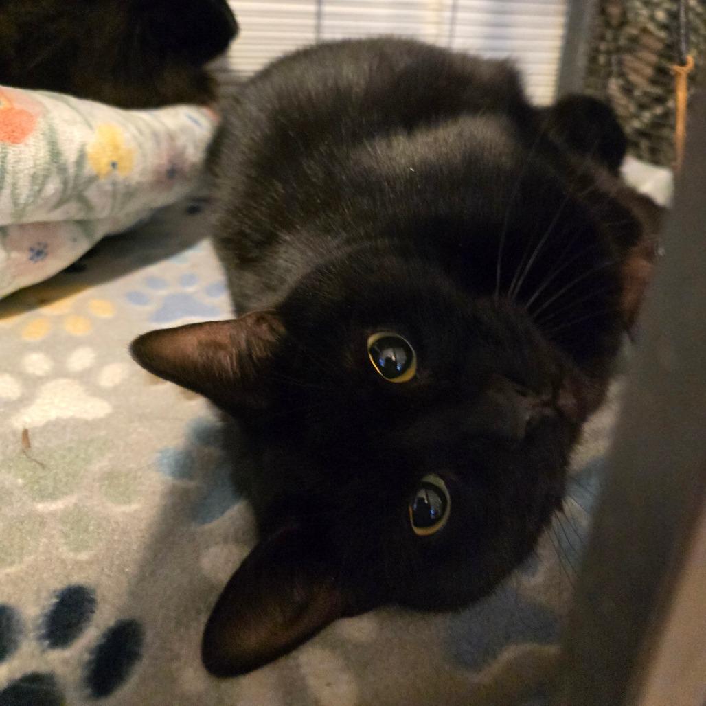 Tonks, Adoptable, Adult Female Domestic Short Hair.