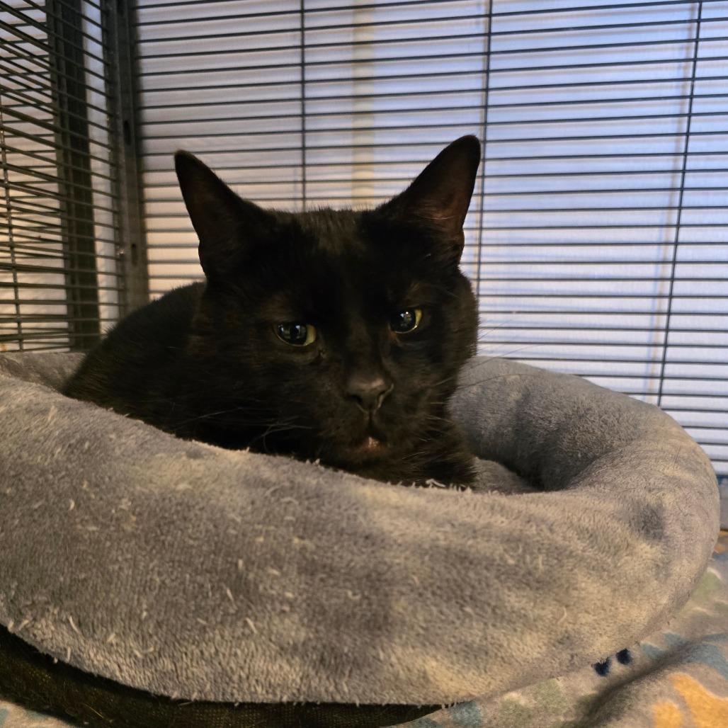 Tonks, a Adoptable Domestic Short Hair in Hanna City, IL image 2/2