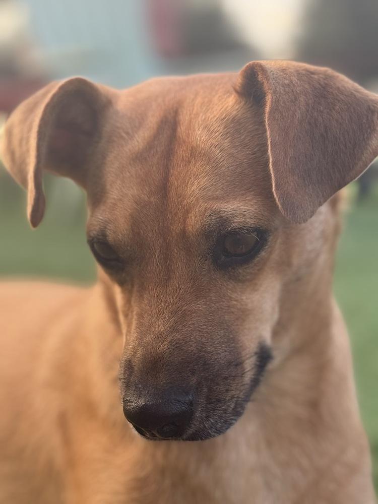 Pilar, a Adoptable mixed breed in Winter Garden, FL image 1/6