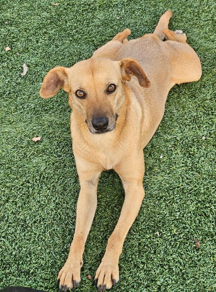 Enlarge Pilar, a Adoptable mixed breed in Winter Garden, FL image 1/6