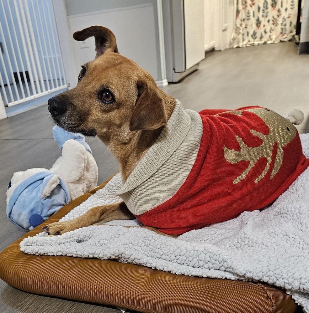 Enlarge Pilar, a Adoptable mixed breed in Winter Garden, FL image 2/6