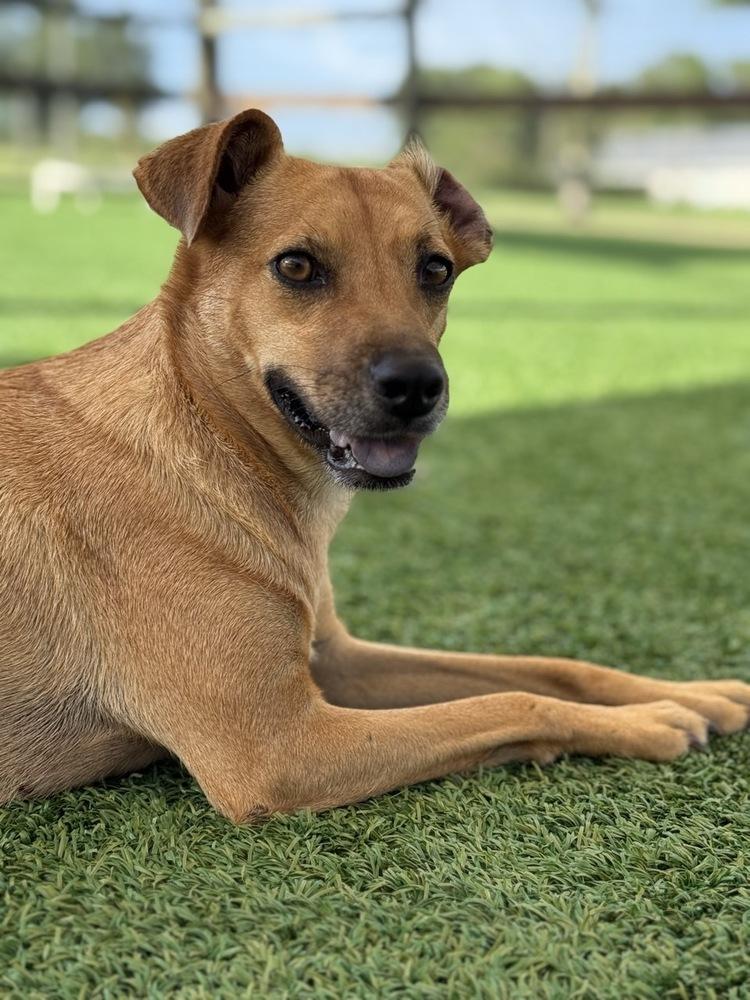 Pilar, a Adoptable mixed breed in Winter Garden, FL image 4/6