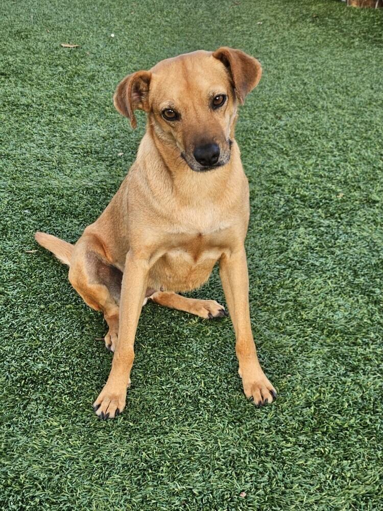 Enlarge Pilar, a Adoptable mixed breed in Winter Garden, FL image 3/6