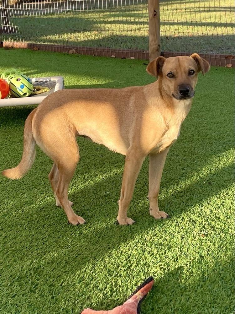 Enlarge Pilar, a Adoptable mixed breed in Winter Garden, FL image 4/6