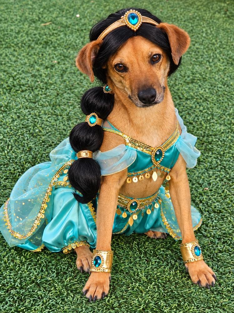 Enlarge Pilar, a Adoptable mixed breed in Winter Garden, FL image 5/6