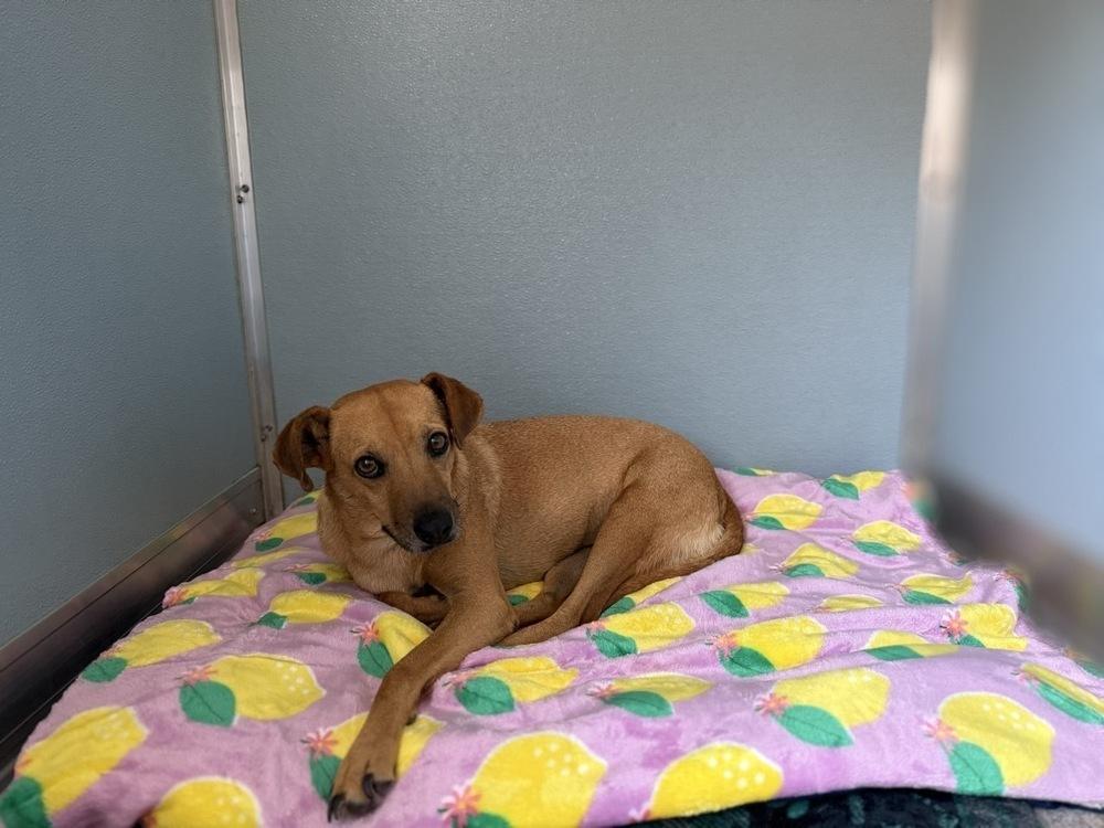 Enlarge Pilar, a Adoptable mixed breed in Winter Garden, FL image 5/6