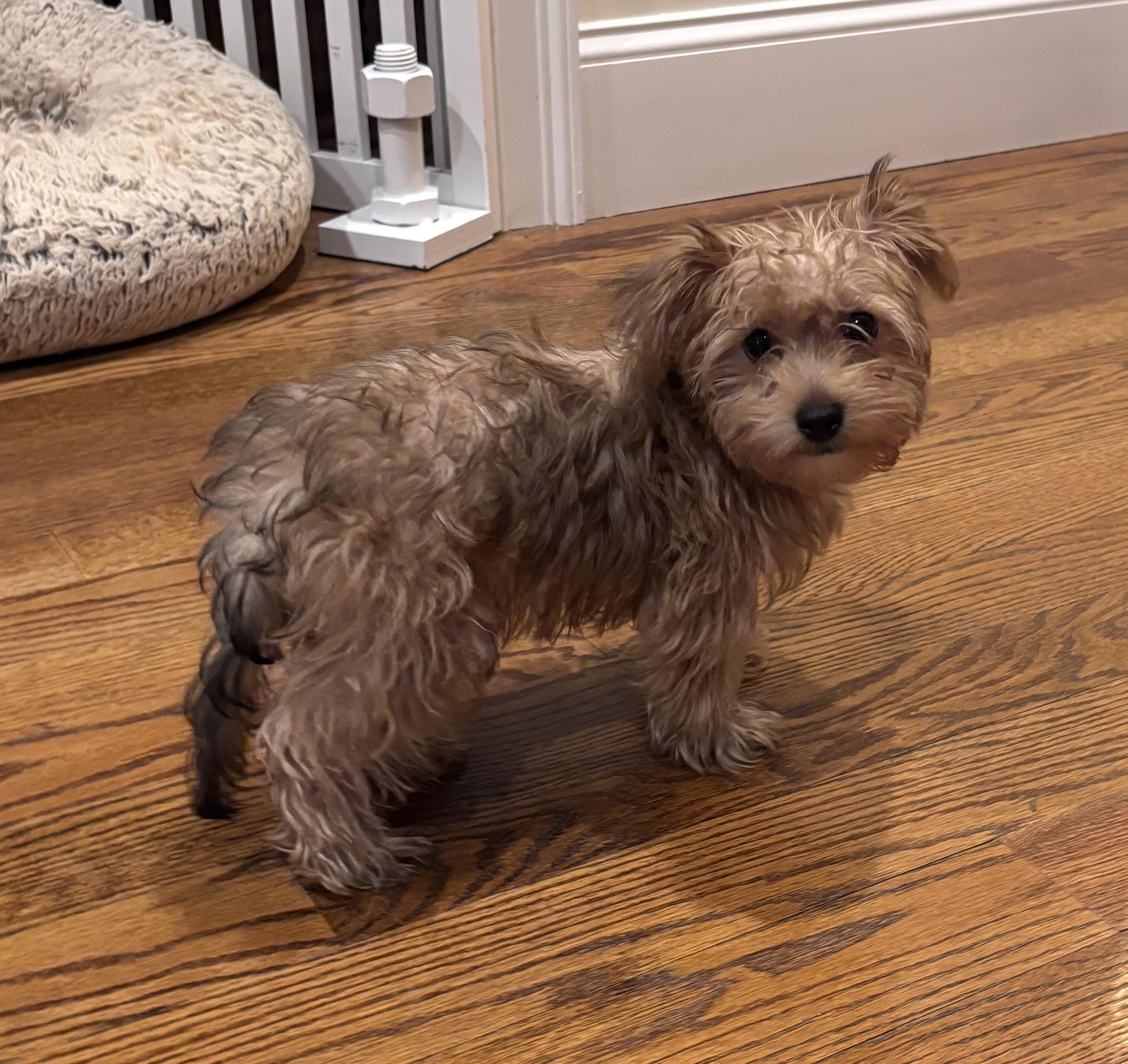 Enlarge Sheldon, a ADOPTABLE mixed breed in Taunton, MA image 5/6