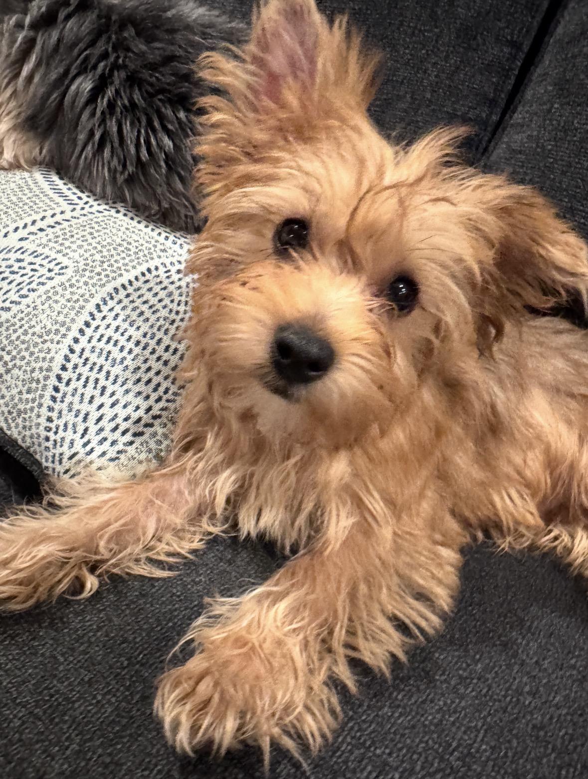 Sheldon, ADOPTABLE, Puppy Male Yorkshire Terrier & Maltese.
