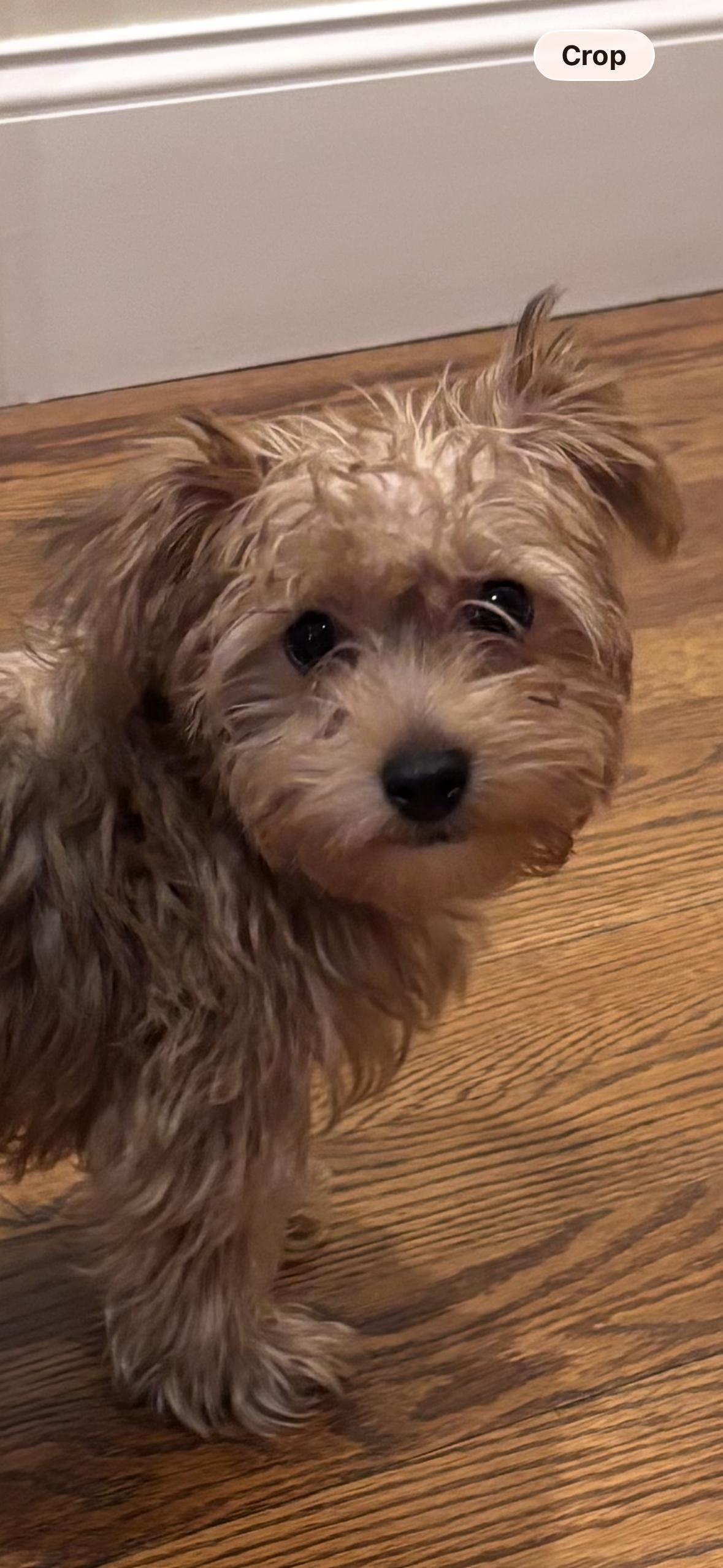 Enlarge Sheldon, a ADOPTABLE mixed breed in Taunton, MA image 4/6