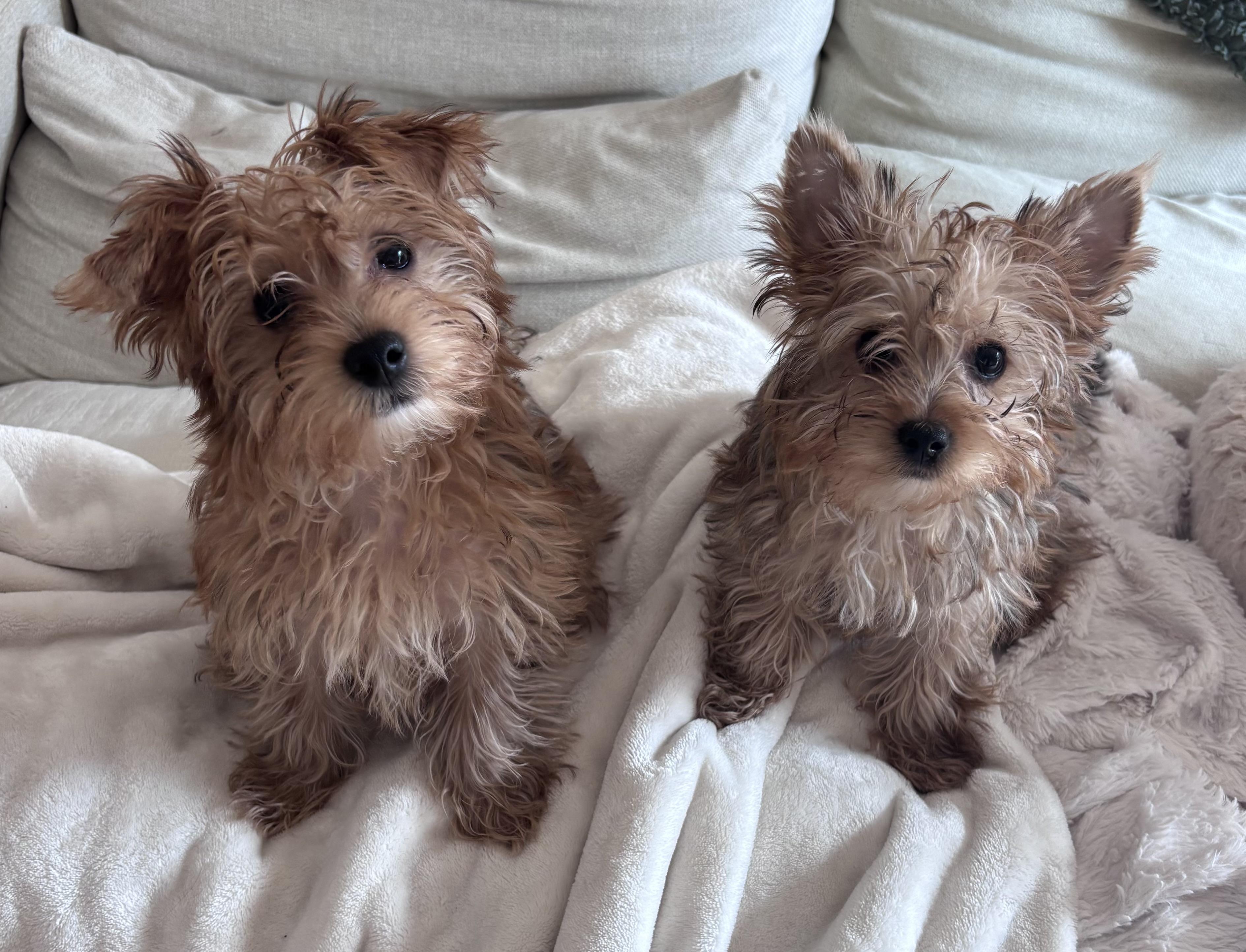 Enlarge Sheldon, a ADOPTABLE mixed breed in Taunton, MA image 6/6