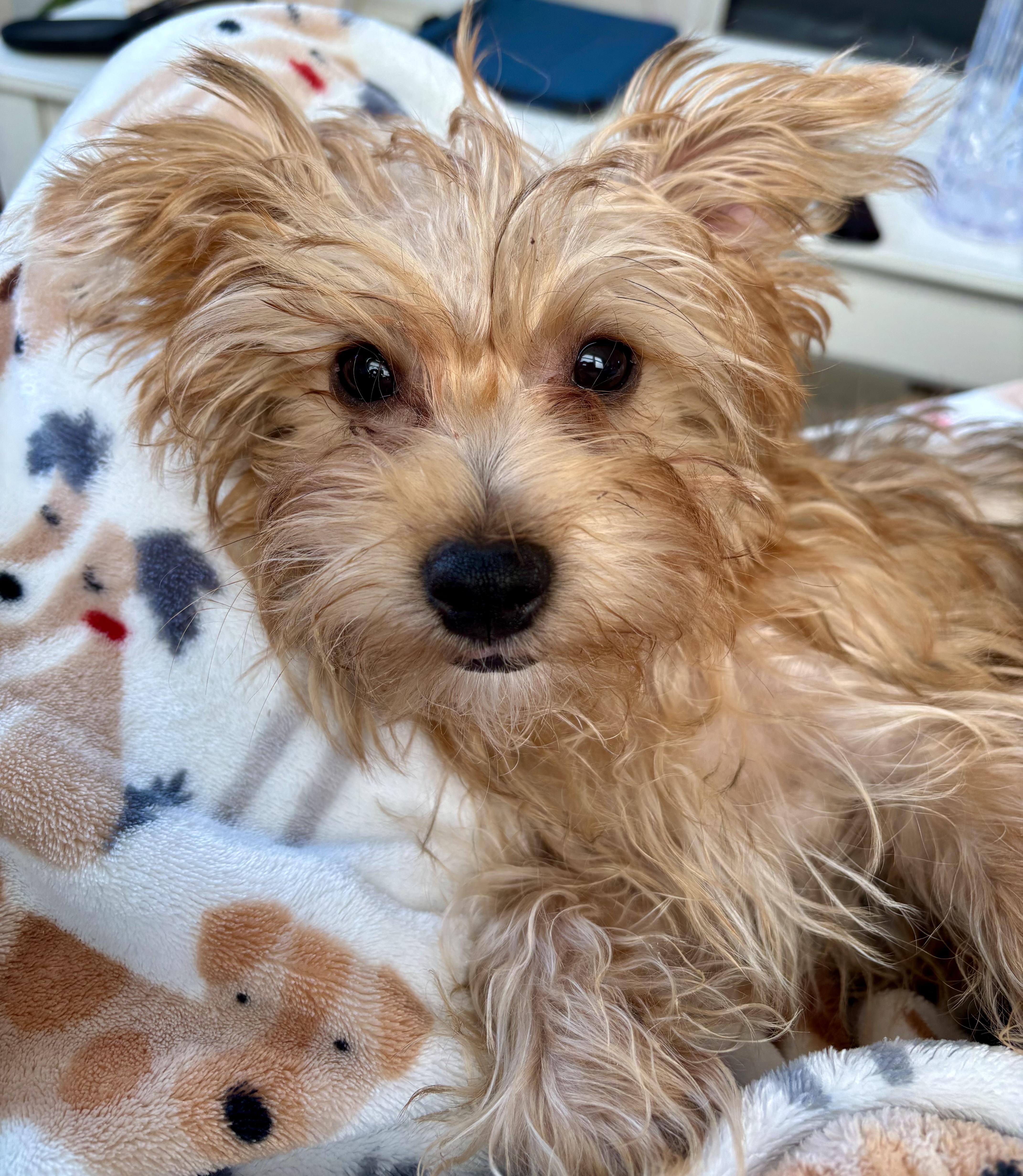 Sheldon, ADOPTABLE, Puppy Male Yorkshire Terrier & Maltese.