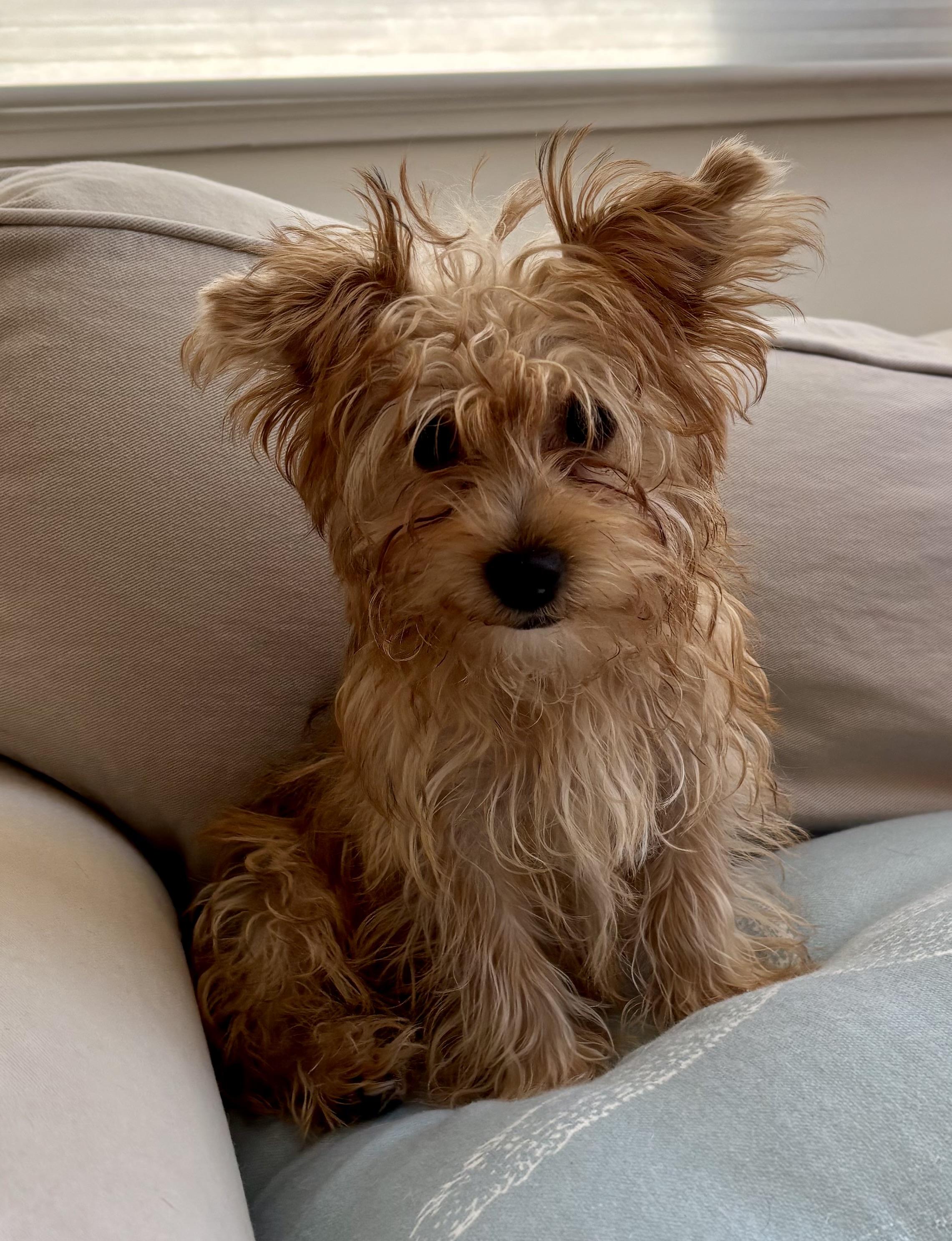 Enlarge Sheldon, a ADOPTABLE mixed breed in Taunton, MA image 3/6