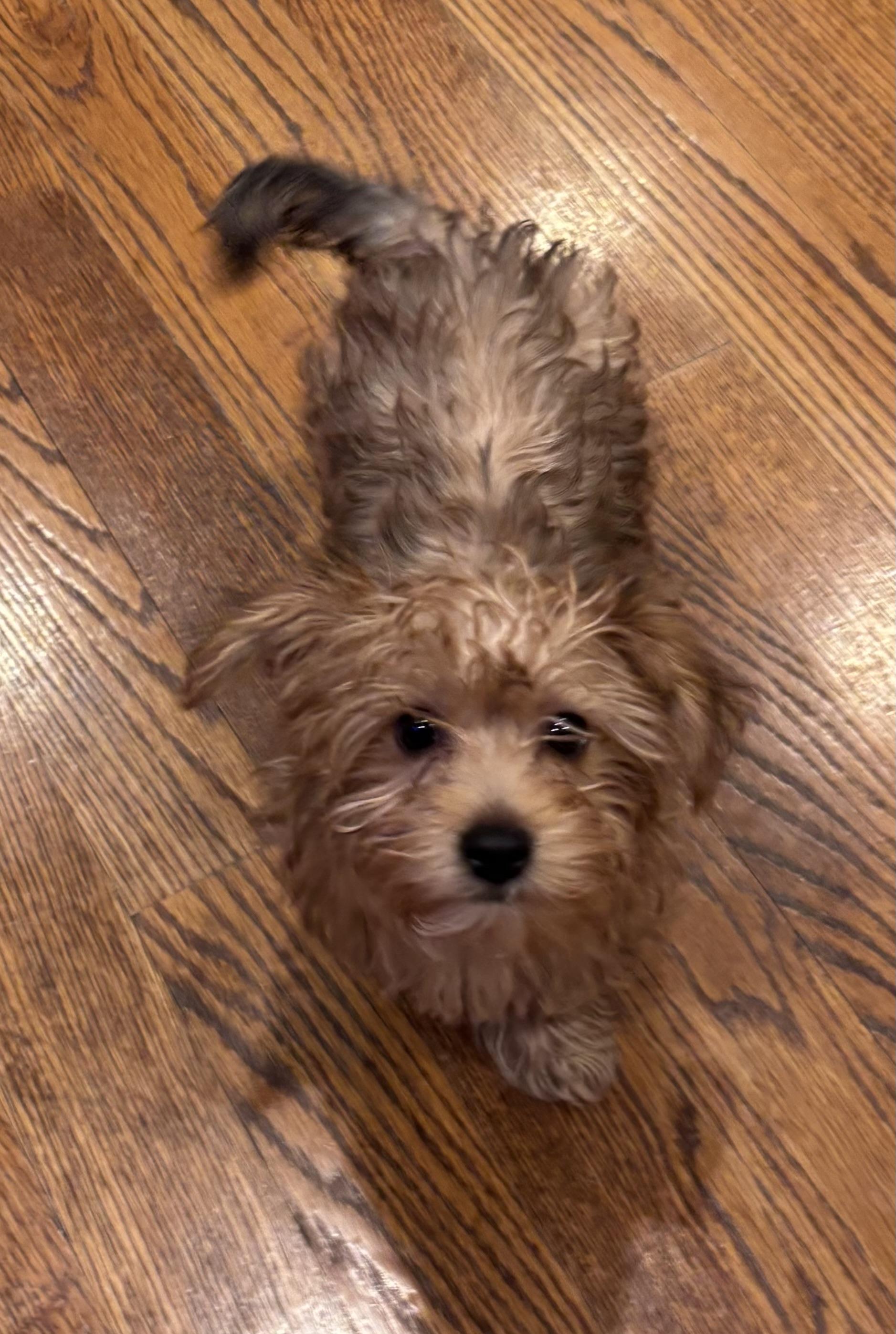 Enlarge Sheldon, a ADOPTABLE mixed breed in Taunton, MA image 2/6