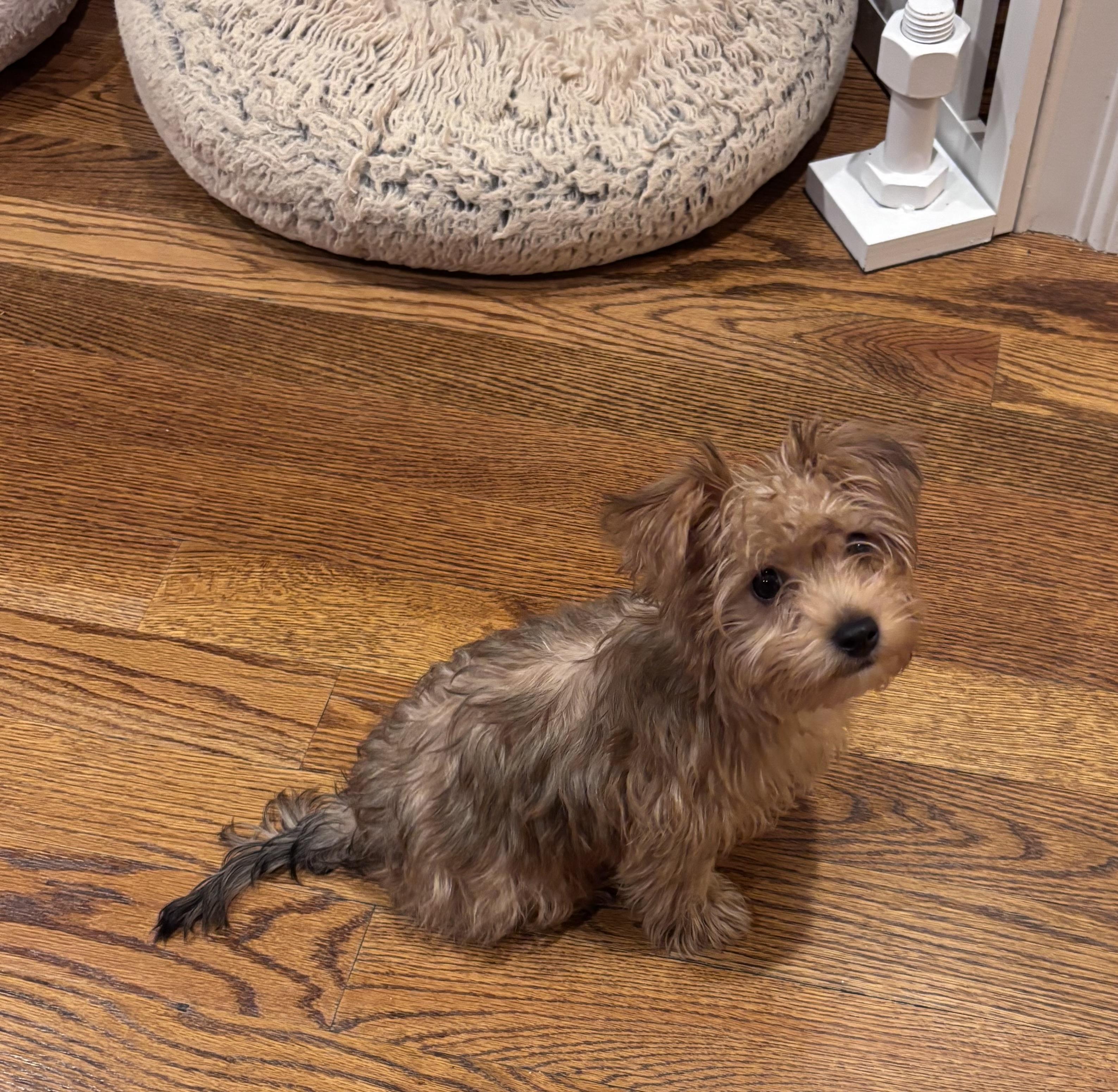 Enlarge Sheldon, a ADOPTABLE mixed breed in Taunton, MA image 3/6