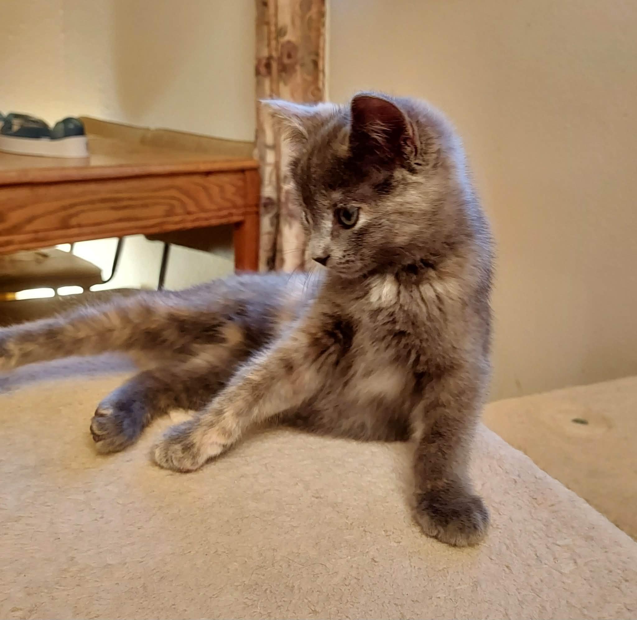 Jacque, an adopted Domestic Medium Hair in Colorado Springs, CO image 2/6