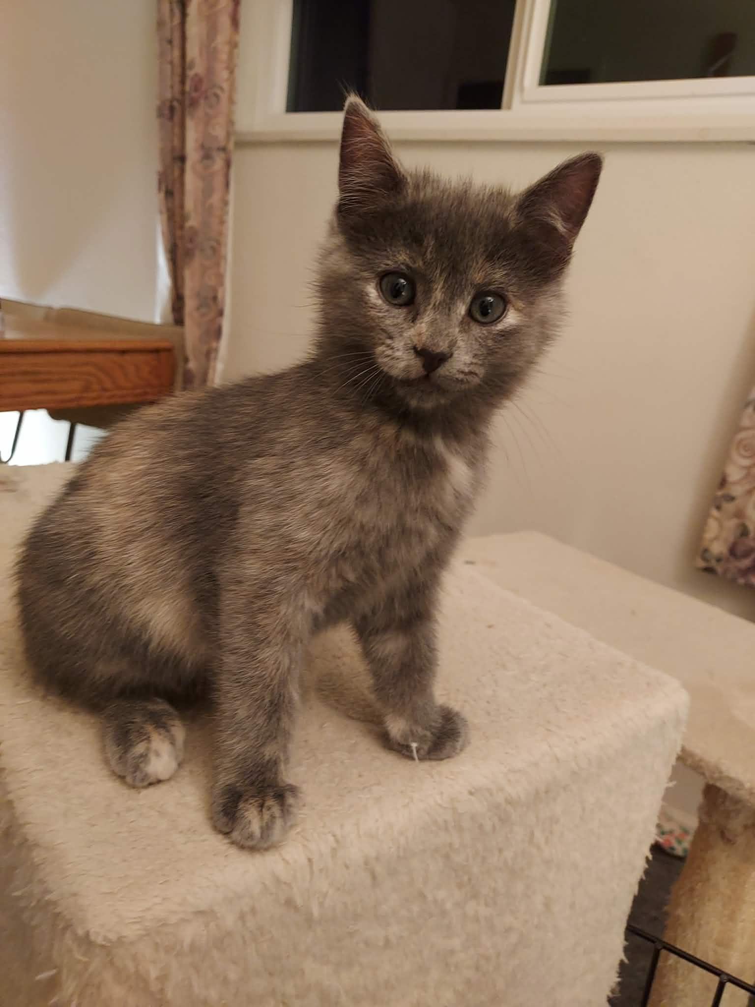 Jacque, an adopted Domestic Medium Hair in Colorado Springs, CO image 6/6
