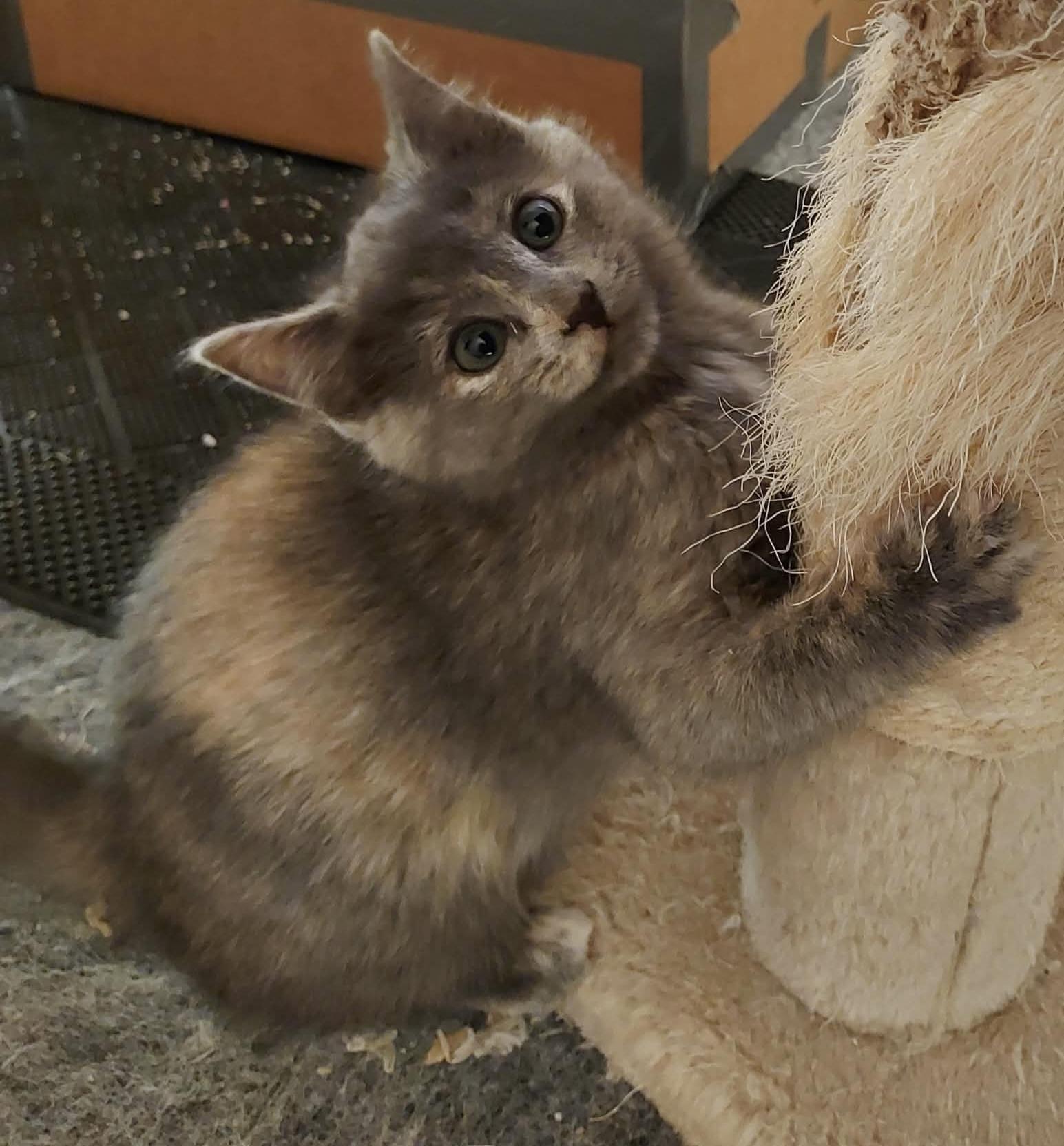 Jacque, an adopted Domestic Medium Hair in Colorado Springs, CO image 4/6