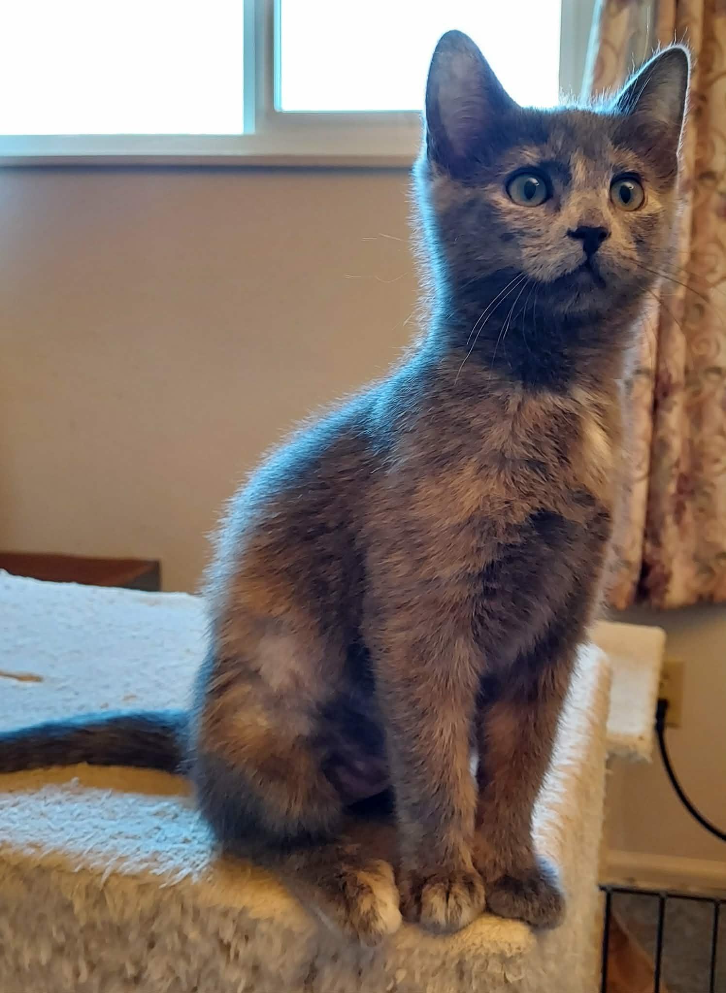 Jacque, adopted, Kitten Female Domestic Medium Hair.