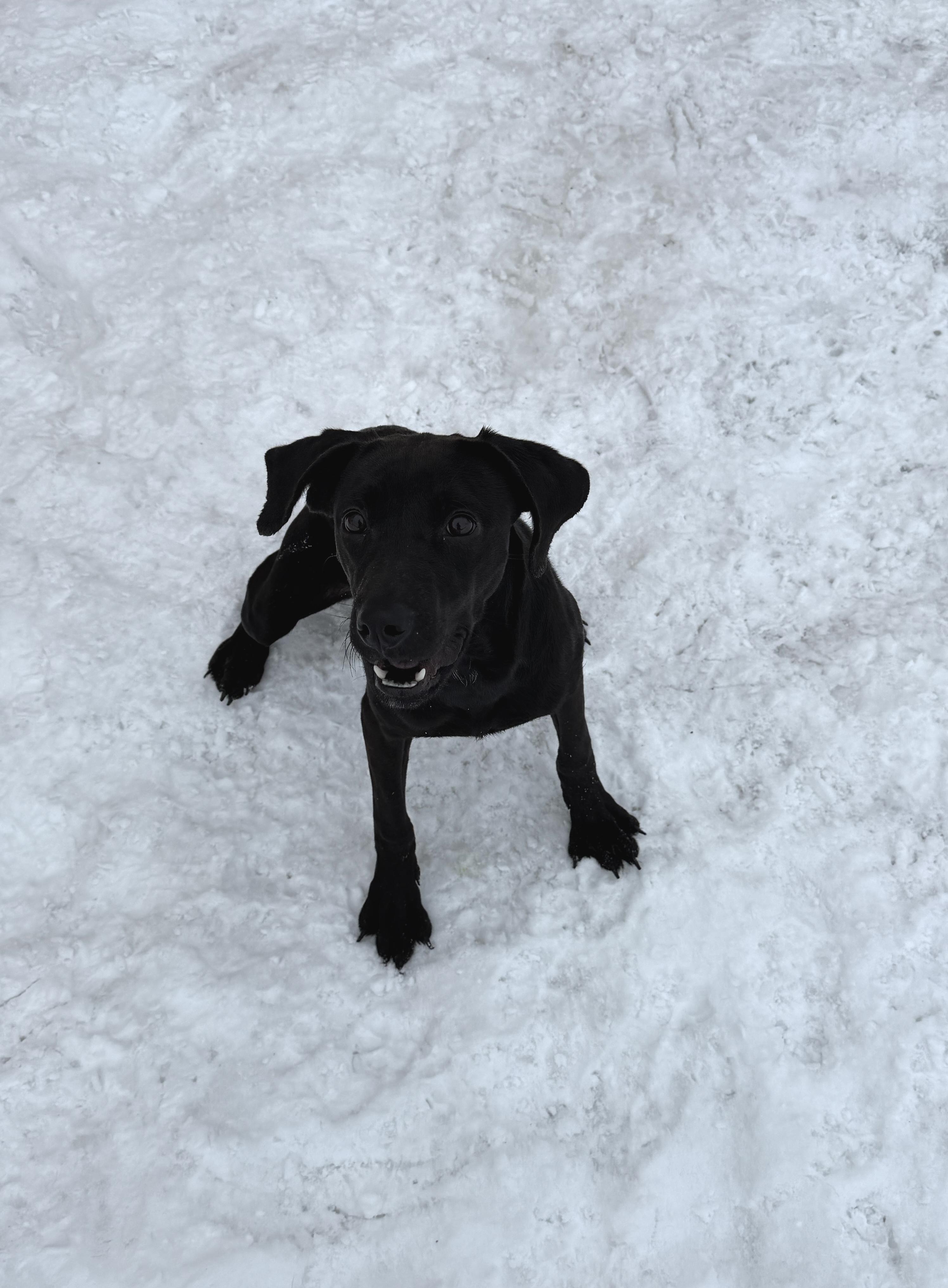 Enlarge Adeline, a ADOPTABLE mixed breed in Rome, NY image 1/1