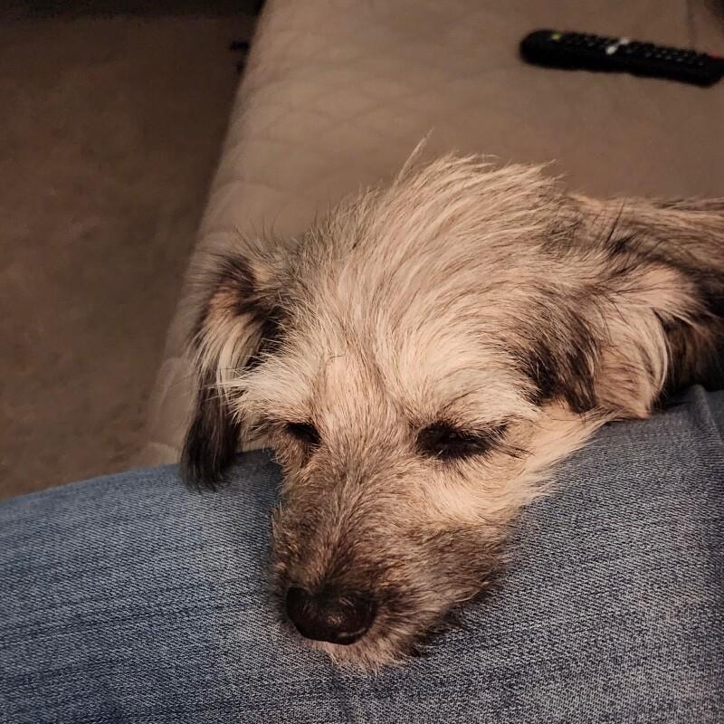 Mathilda, Adoptable, Young Female Terrier & Mixed Breed.