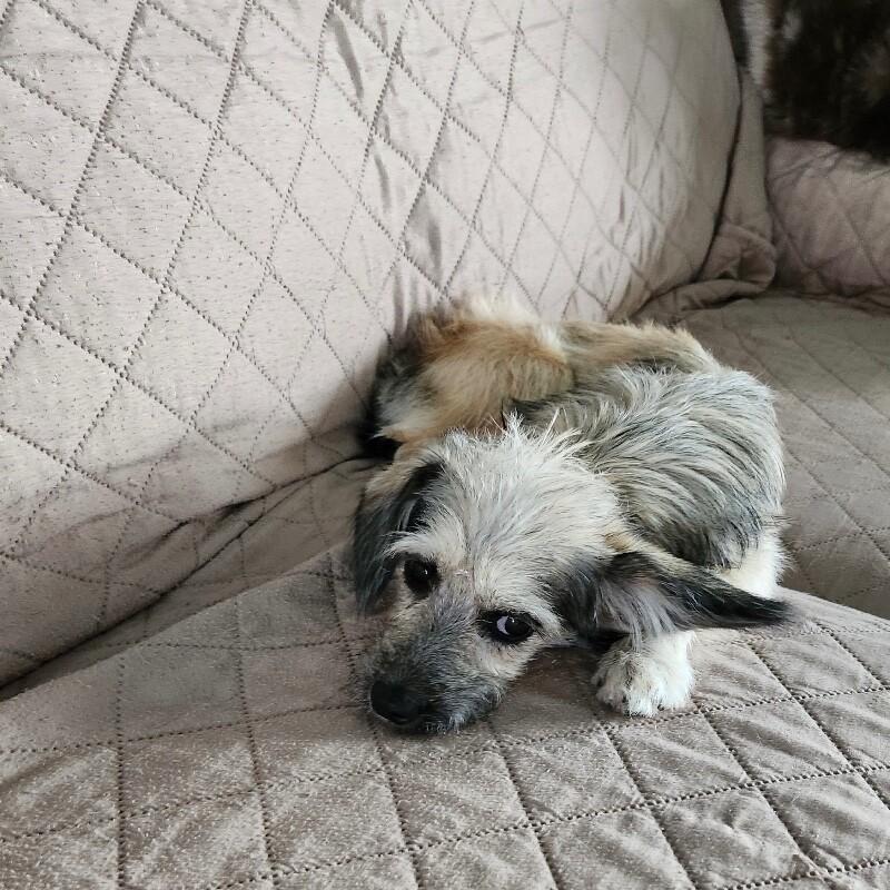 Mathilda, a Adoptable mixed breed in Alma, WI image 3/5