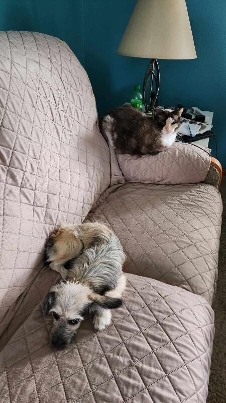 Mathilda, a Adoptable mixed breed in Alma, WI image 4/5