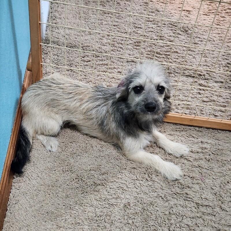 Mathilda, a Adoptable mixed breed in Alma, WI image 5/5