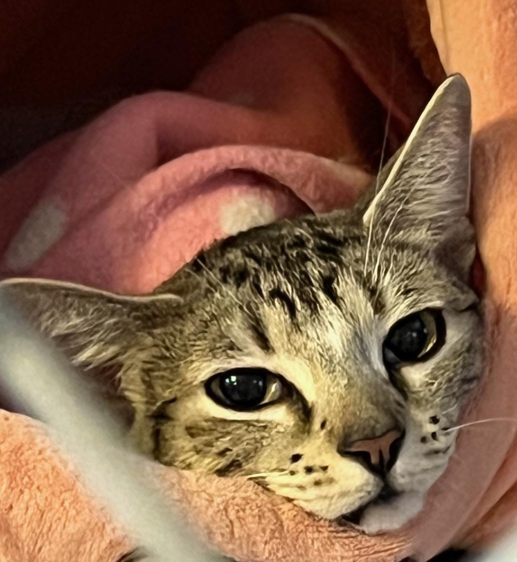 Enlarge Lola (bonded with Autumn), an adoptable Domestic Short Hair in Phoenix, AZ image 3/6