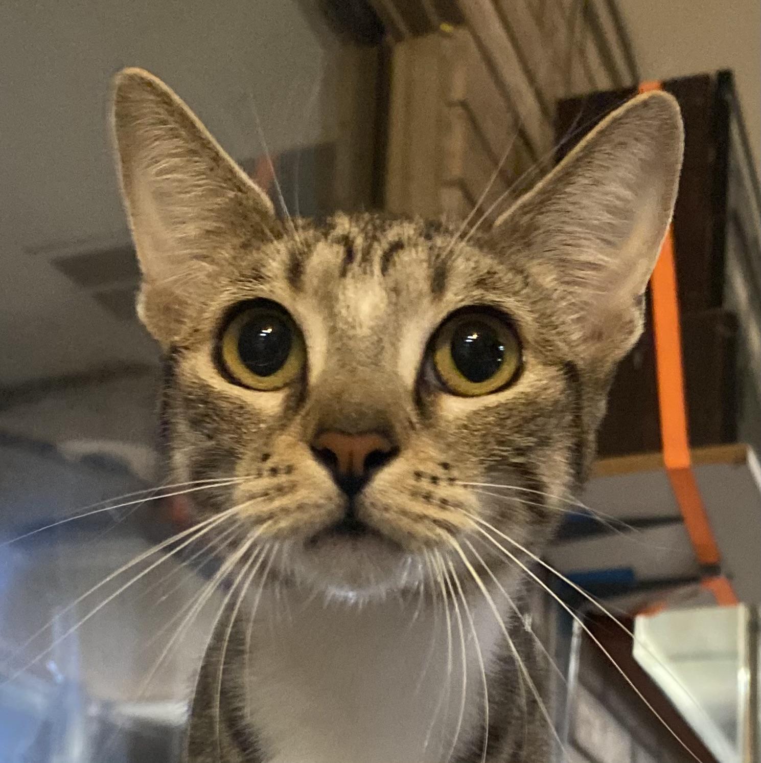 Enlarge Lola (bonded with Autumn), an adoptable Domestic Short Hair in Phoenix, AZ image 1/6