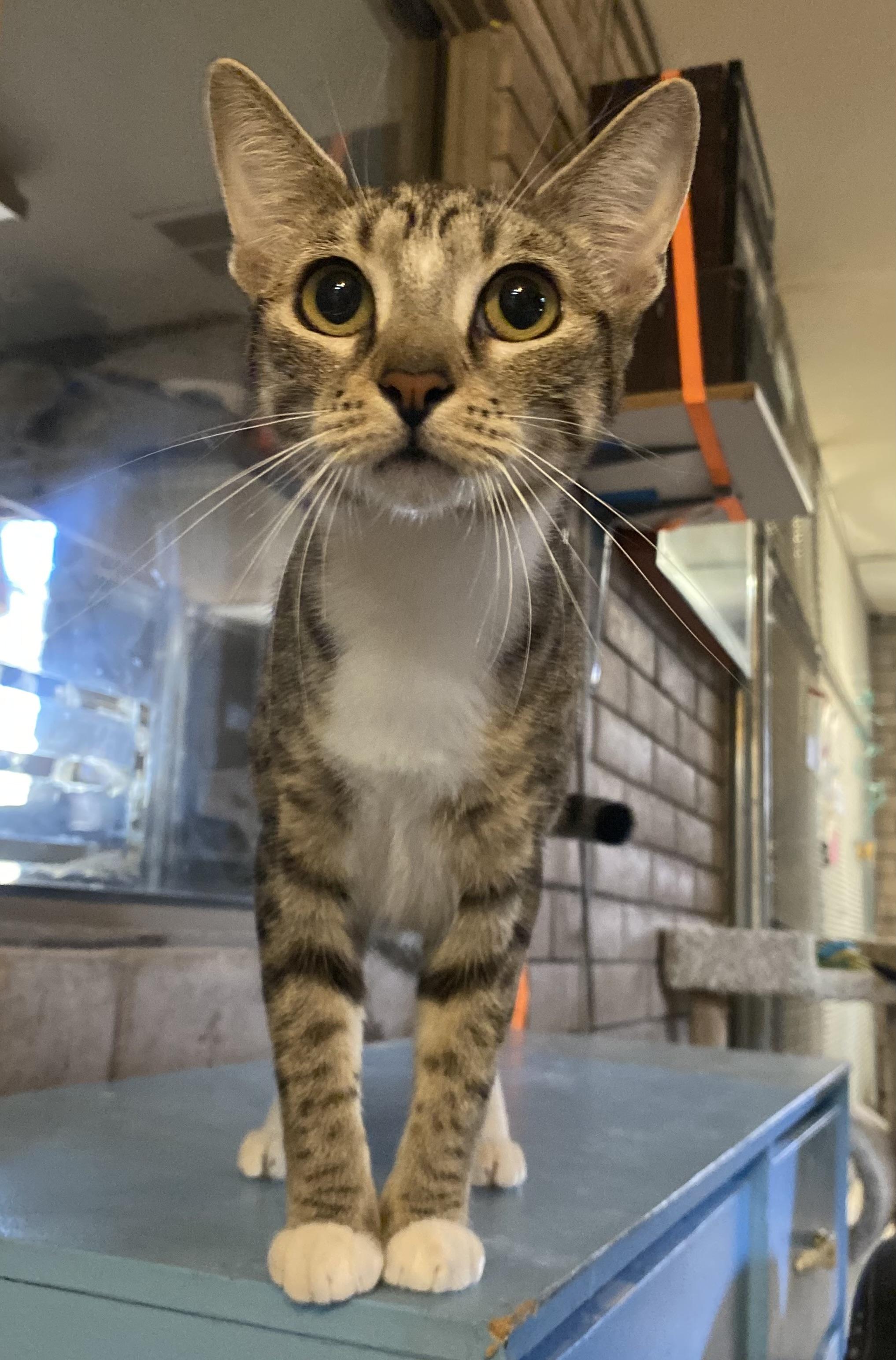 Enlarge Lola (bonded with Autumn), an adoptable Domestic Short Hair in Phoenix, AZ image 4/6