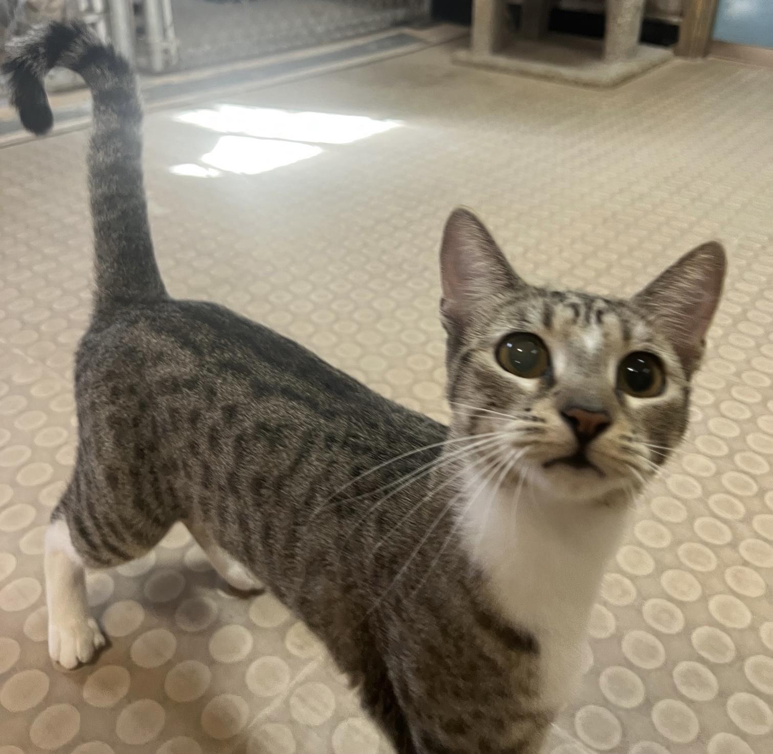 Enlarge Lola (bonded with Autumn), an adoptable Domestic Short Hair in Phoenix, AZ image 2/6