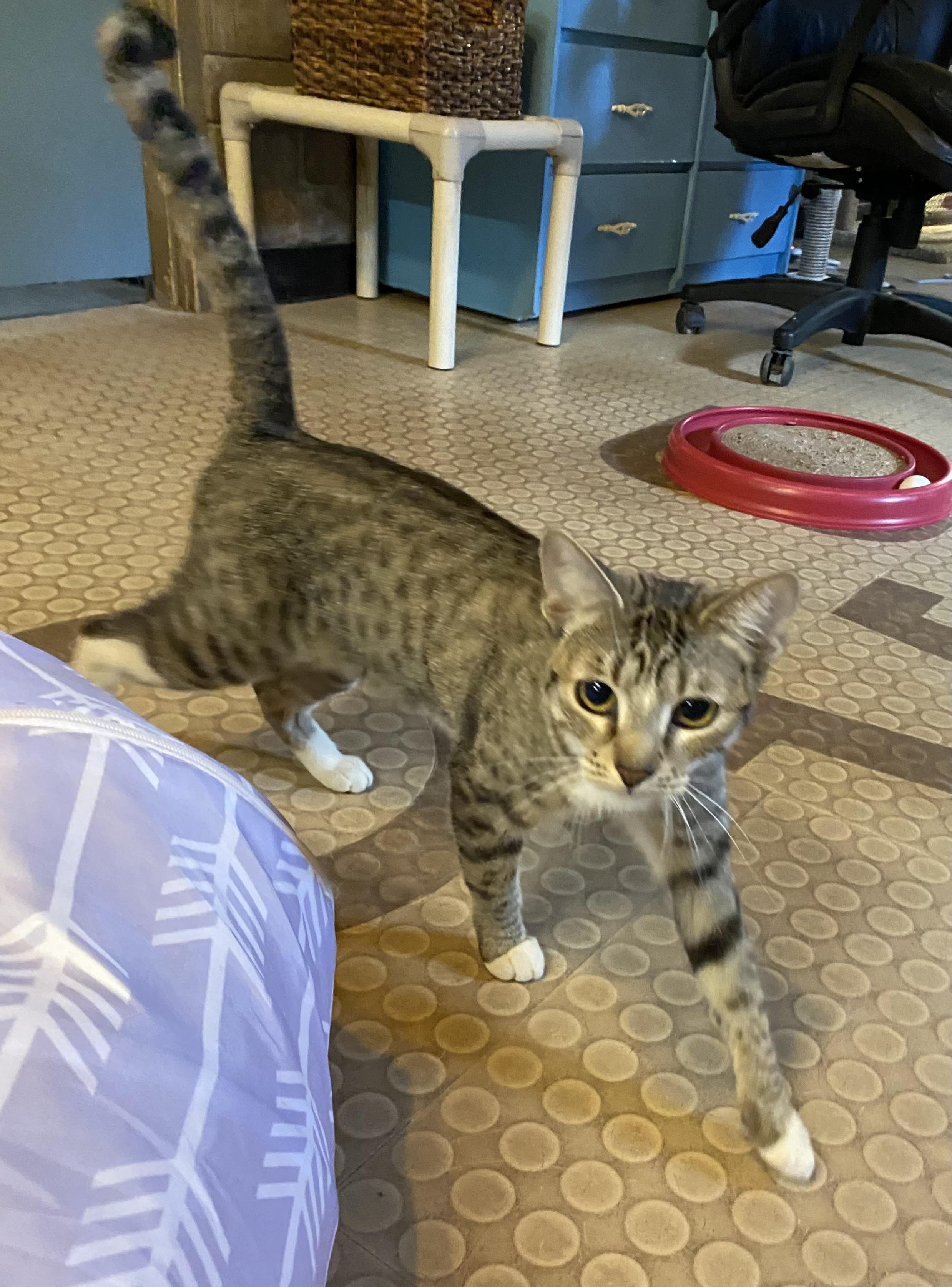 Enlarge Lola (bonded with Autumn), an adoptable Domestic Short Hair in Phoenix, AZ image 5/6