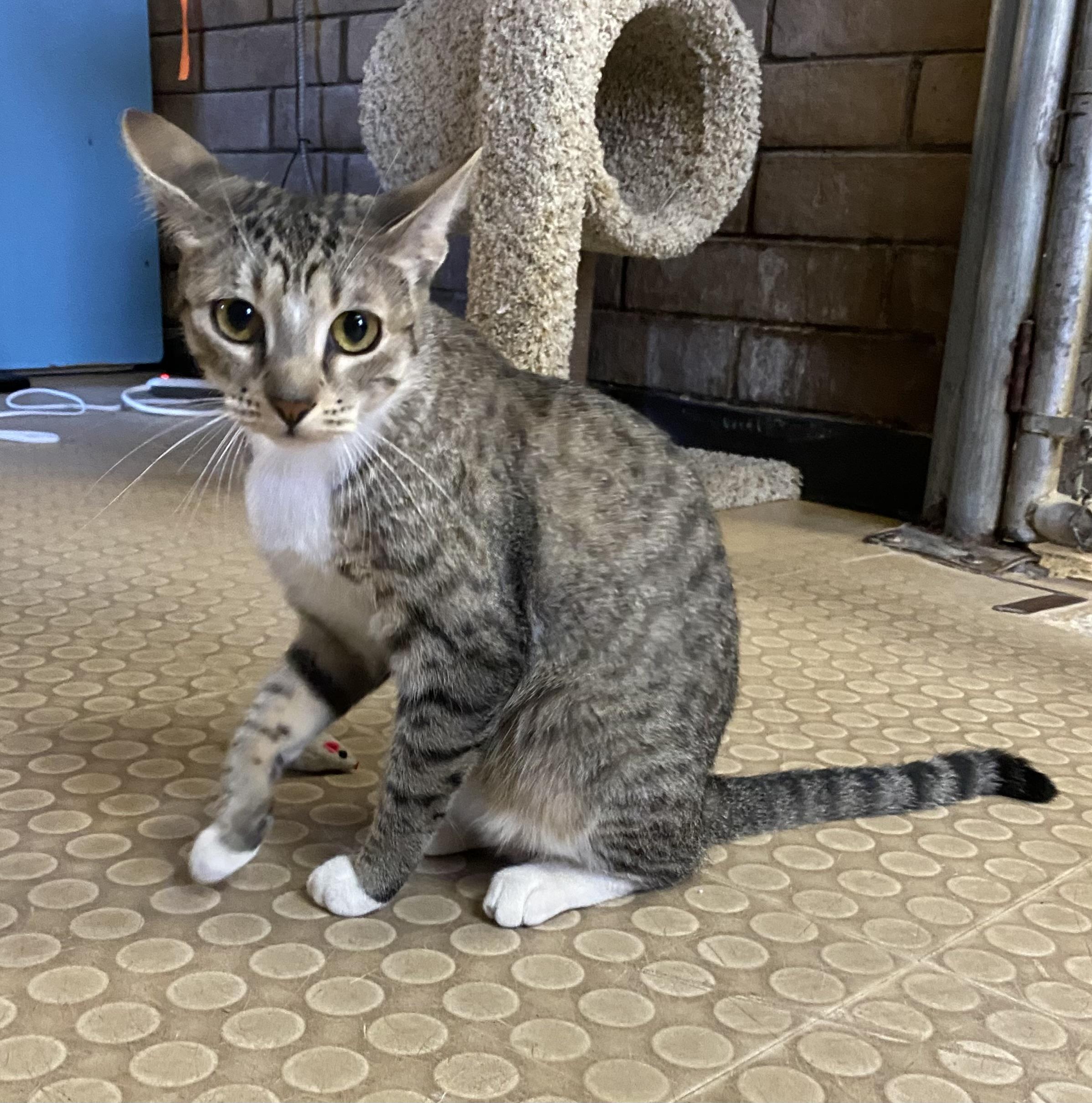 Enlarge Lola (bonded with Autumn), an adoptable Domestic Short Hair in Phoenix, AZ image 6/6
