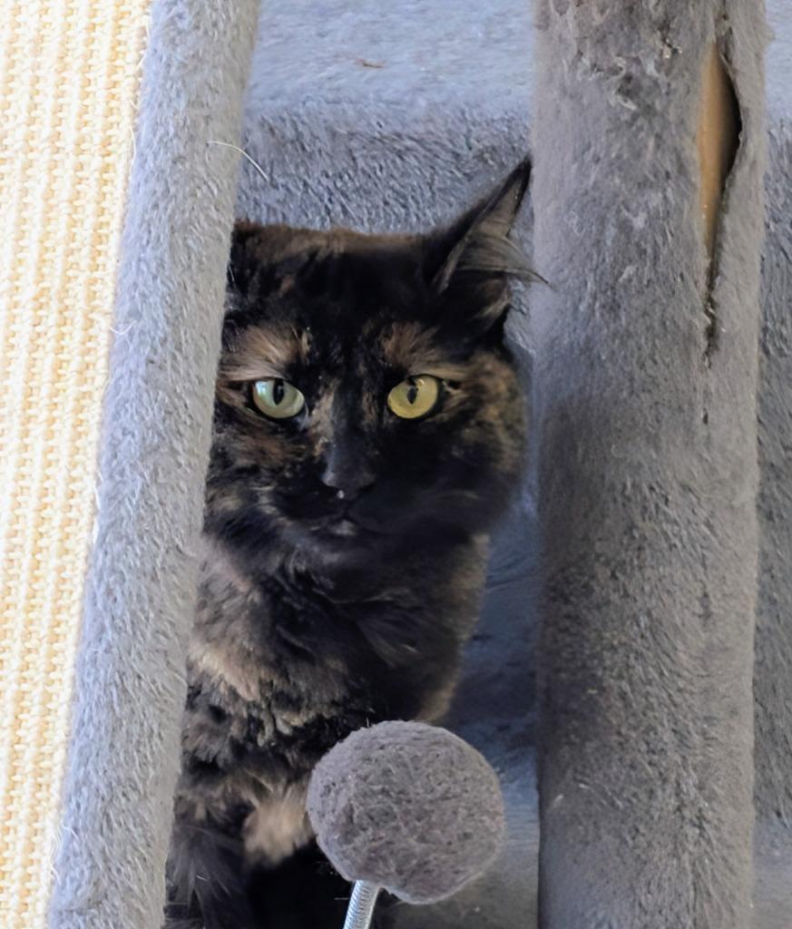 Mimi2, a Adoptable mixed breed in San Pedro, CA image 1/3